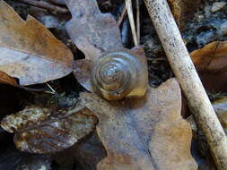 Image of Aegopis verticillus (Lamarck 1822)