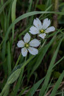 Image of great chickweed