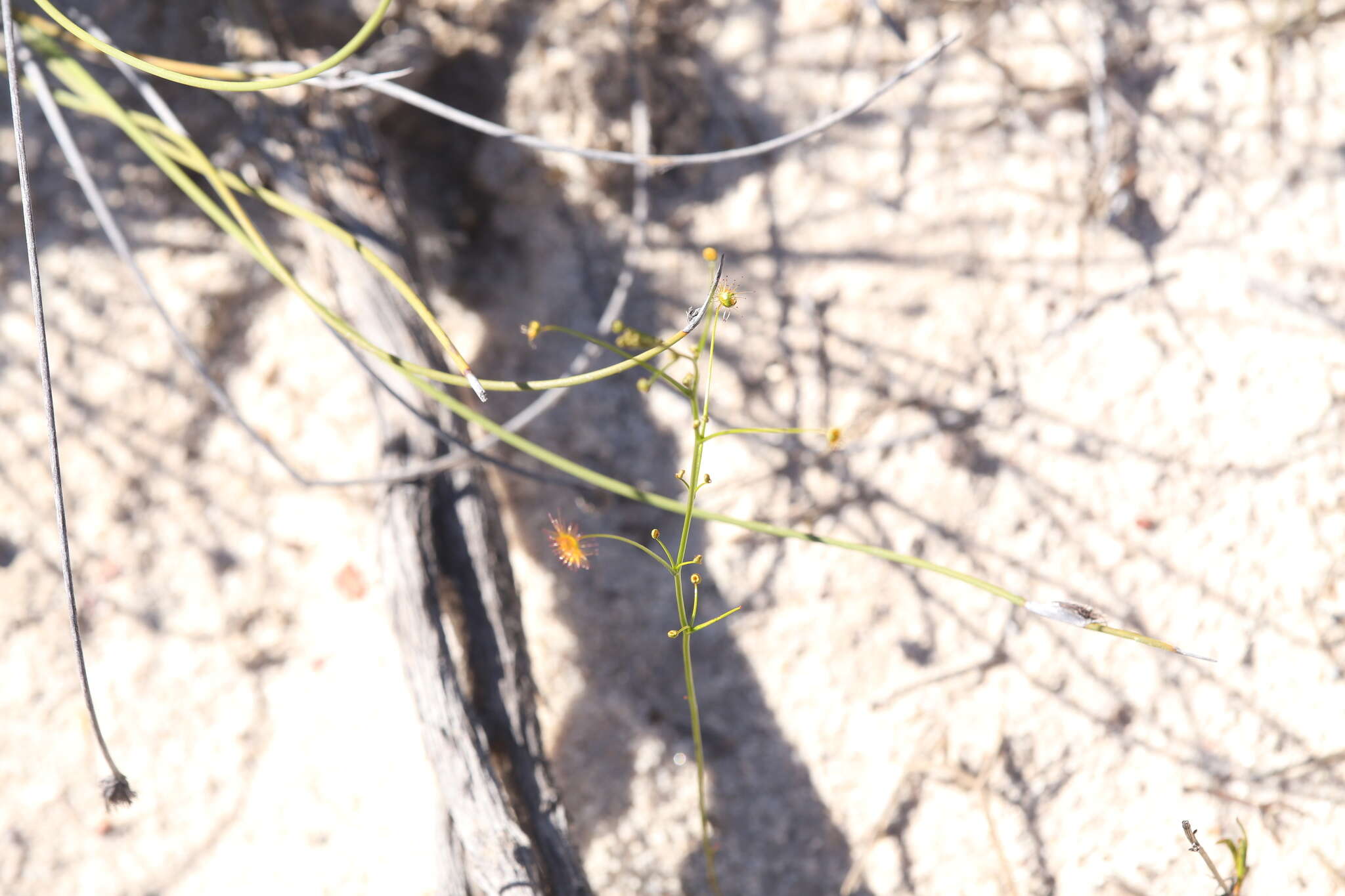 Image of Drosera neesii Lehm.