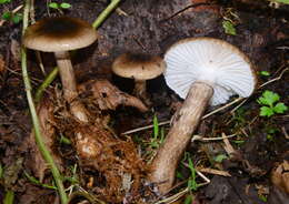 Слика од Hygrophorus olivaceoalbus (Fr.) Fr. 1838