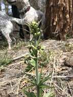 Fritillaria brandegeei Eastw. resmi