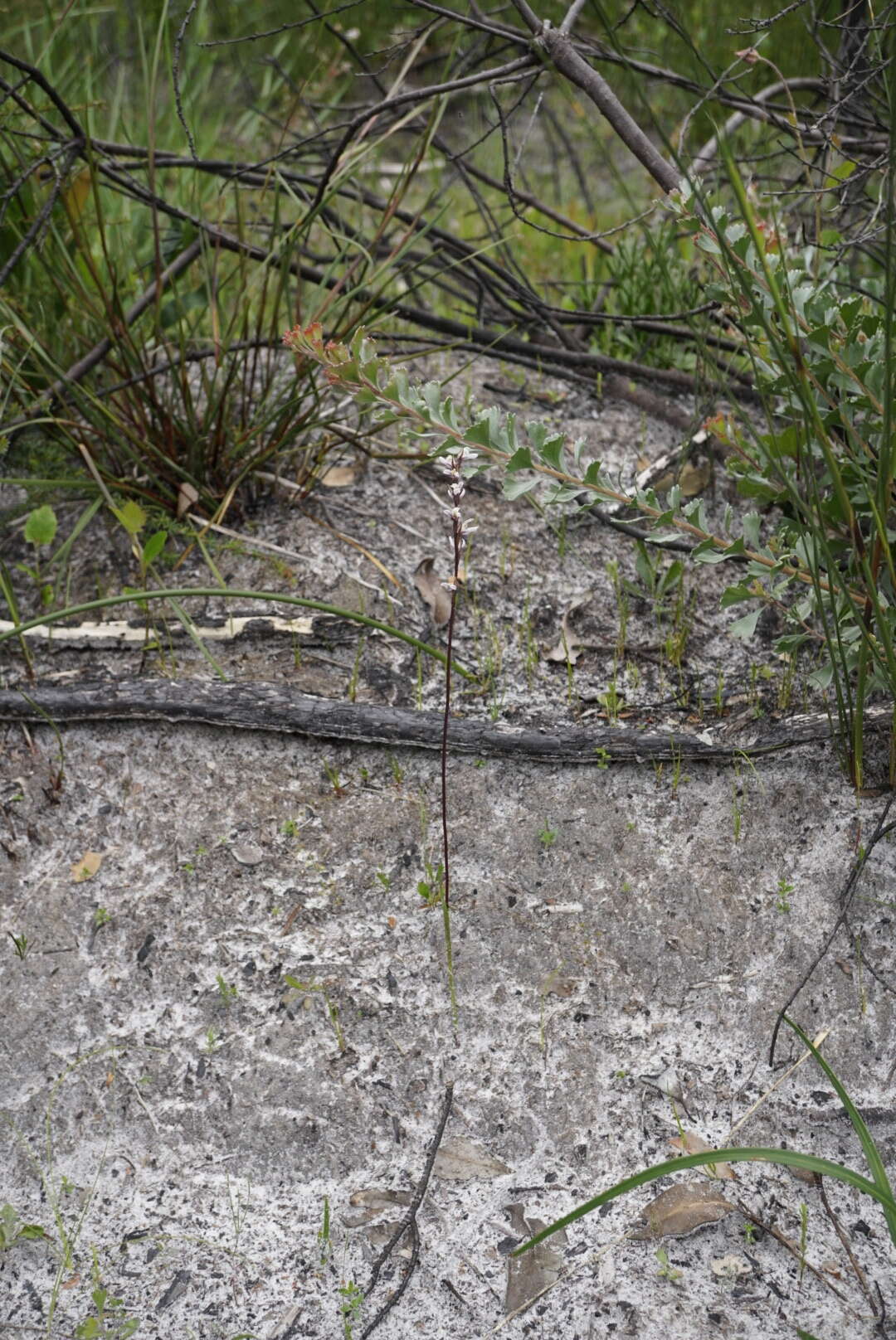 Image of Yawning leek orchid