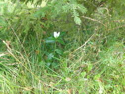 Image de Gentiana andrewsii Griseb.