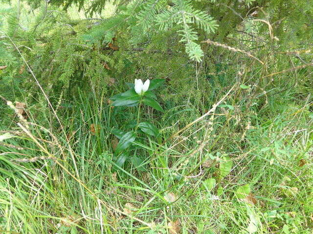 Image de Gentiana andrewsii Griseb.