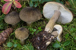 Tricholoma olivaceotinctum Heilm.-Claus. & Mort. Chr. 2009的圖片