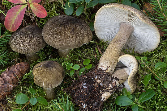 Sivun Tricholoma olivaceotinctum Heilm.-Claus. & Mort. Chr. 2009 kuva