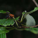 Image of Volucella linearis Walker 1852