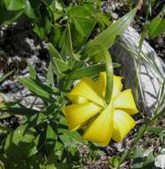 Lilium bosniacum (Beck) Fritsch的圖片