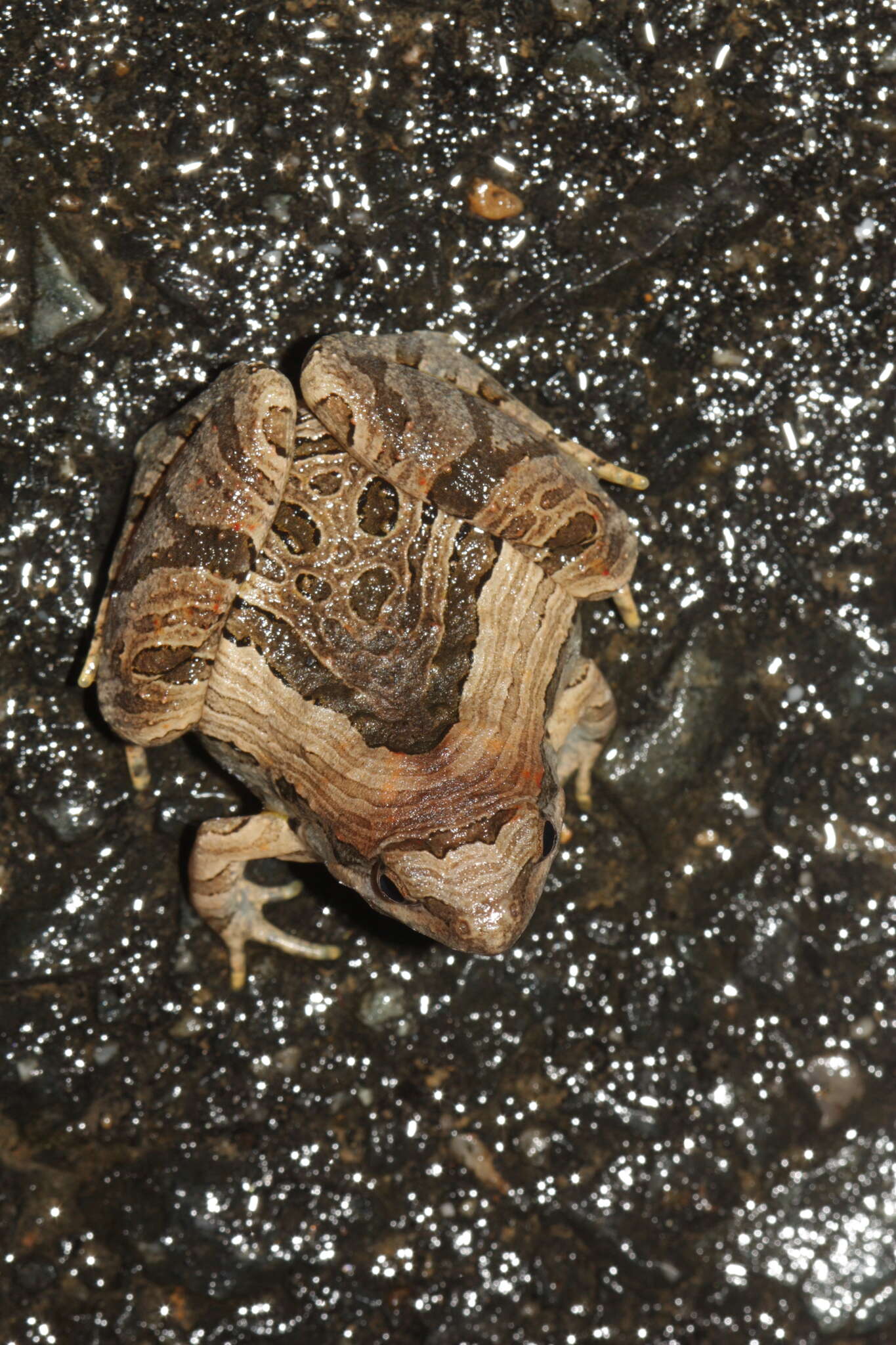 Image of Beautiful Pygmy Frog