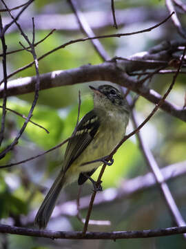 Image of Restinga Tyrannulet