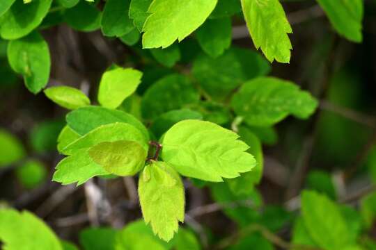 Image of Spiraea media Franz Schmidt