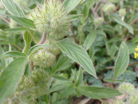 Phacelia leptosepala Rydb.的圖片