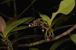 Image of Garcinia amplexicaulis Vieill. ex Pierre