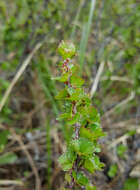 Imagem de Betula michauxii Spach