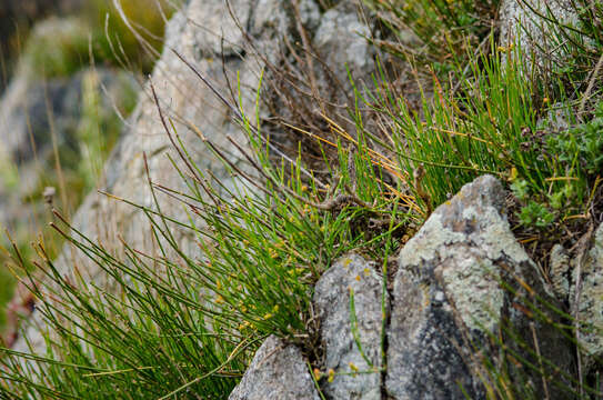 Image of Ephedra distachya subsp. helvetica (C. A. Mey.) Asch. & Graebn.