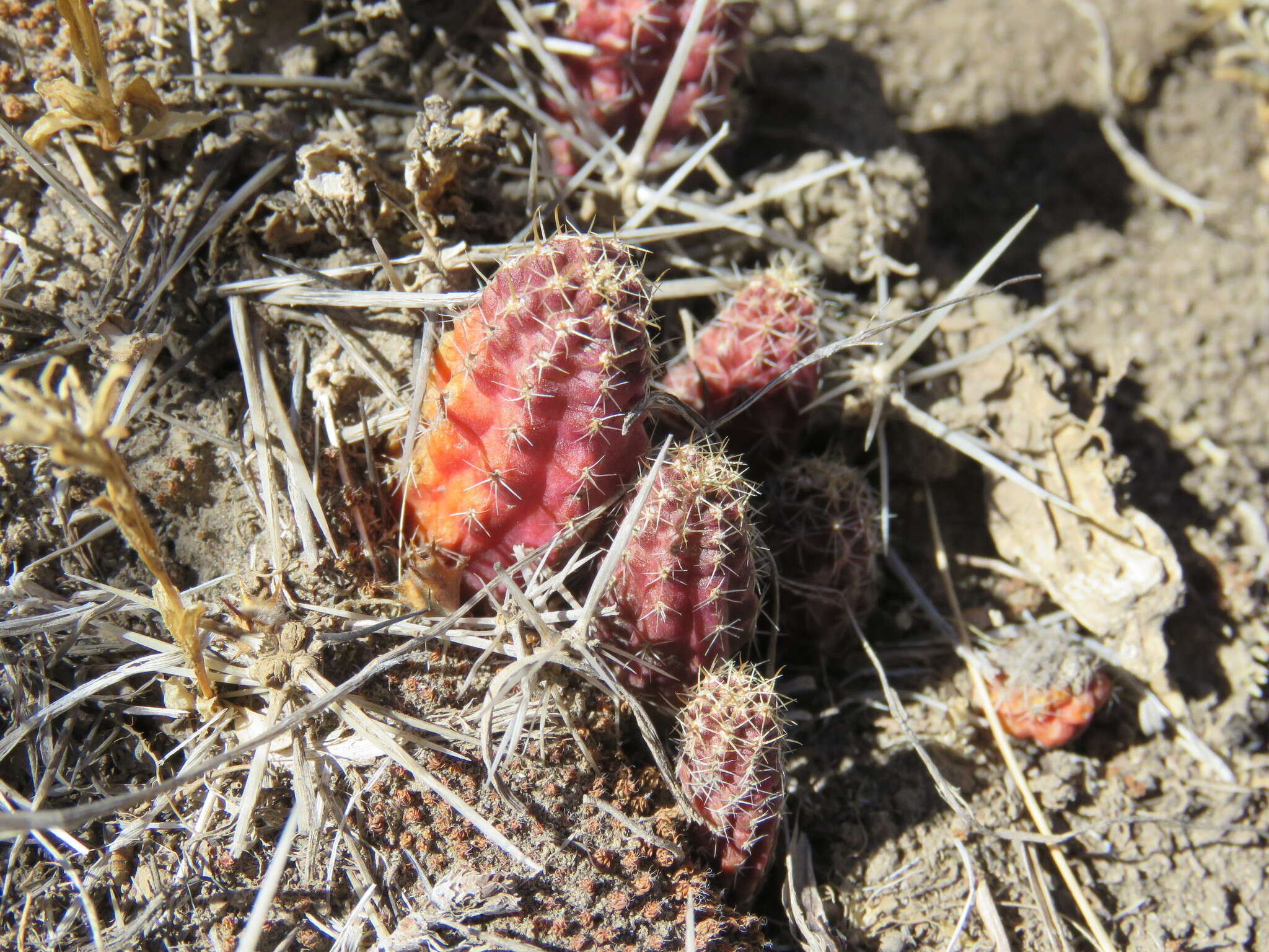 Imagem de Austrocactus coxii (K. Schum.) Backeb.