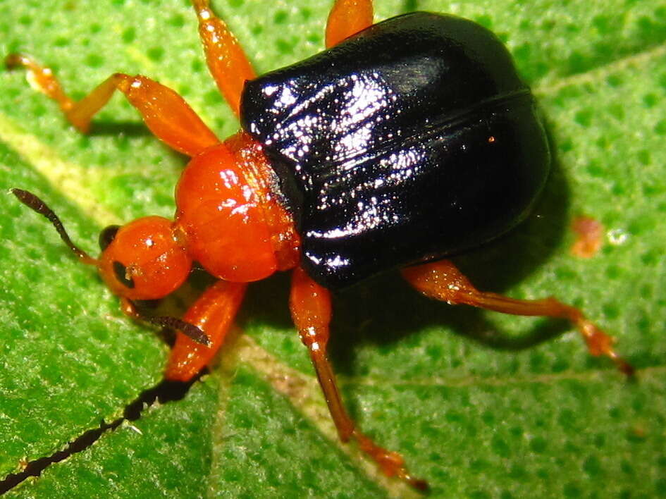 Image of Tomapoderus ruficollis (Fabricius & J. C. 1781)