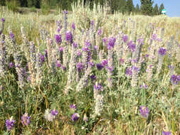 Imagem de Lupinus sellulus Kellogg