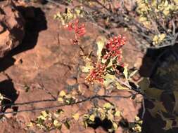 Image of Grevillea wickhamii Meissn.