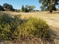 Image of Oregon False Golden-Aster