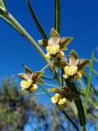 Слика од Gomphocarpus tomentosus Burch.