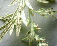 Image of Chrysanthemum Lace Bug