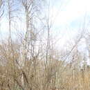 Salix lucida subsp. lasiandra (Benth.) G. W. Argus的圖片
