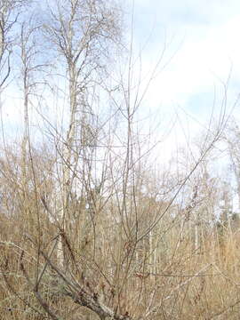 Salix lucida subsp. lasiandra (Benth.) G. W. Argus的圖片