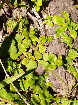 Image of Lobelia hederacea Cham.