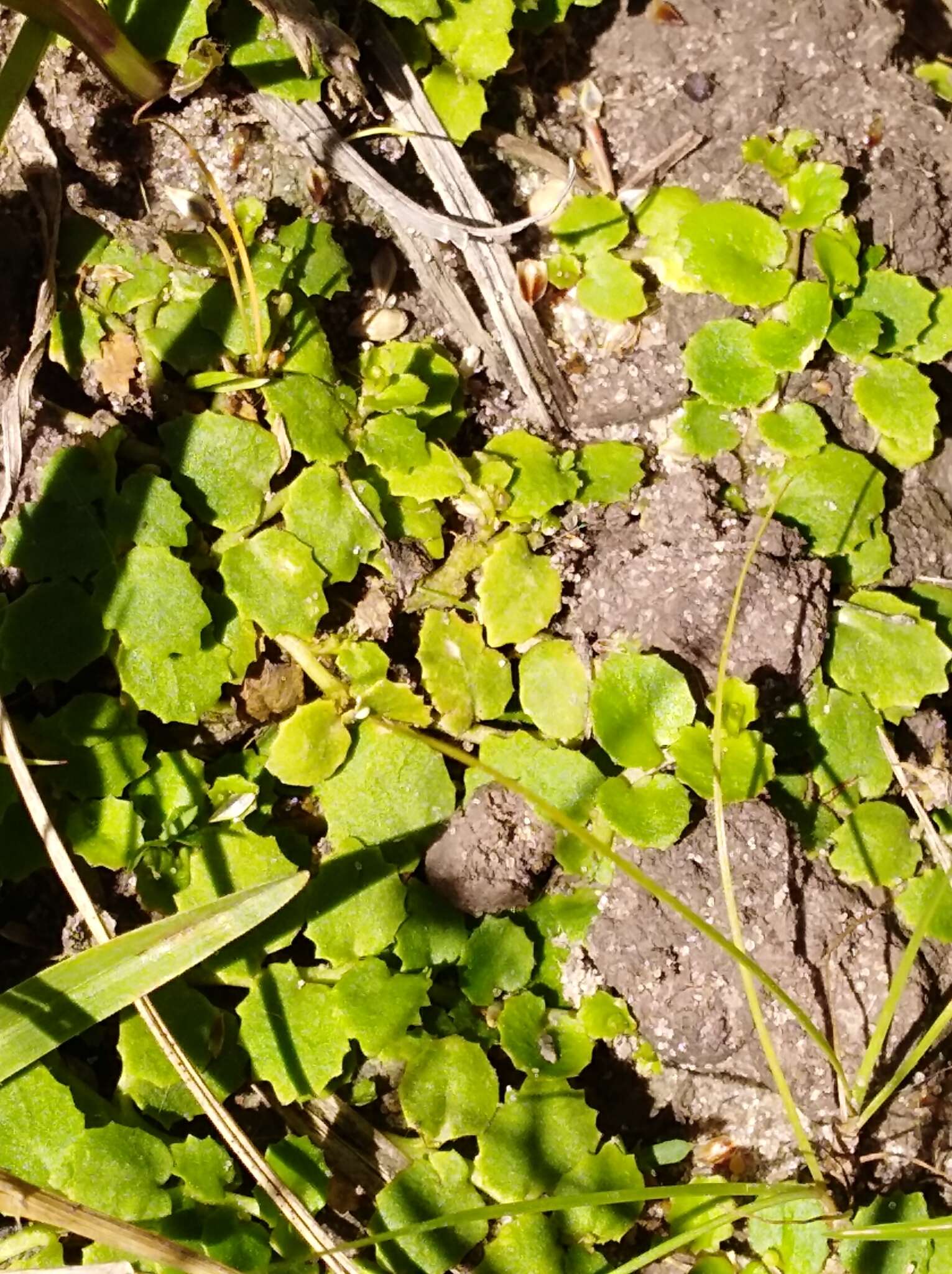 Слика од Lobelia hederacea Cham.