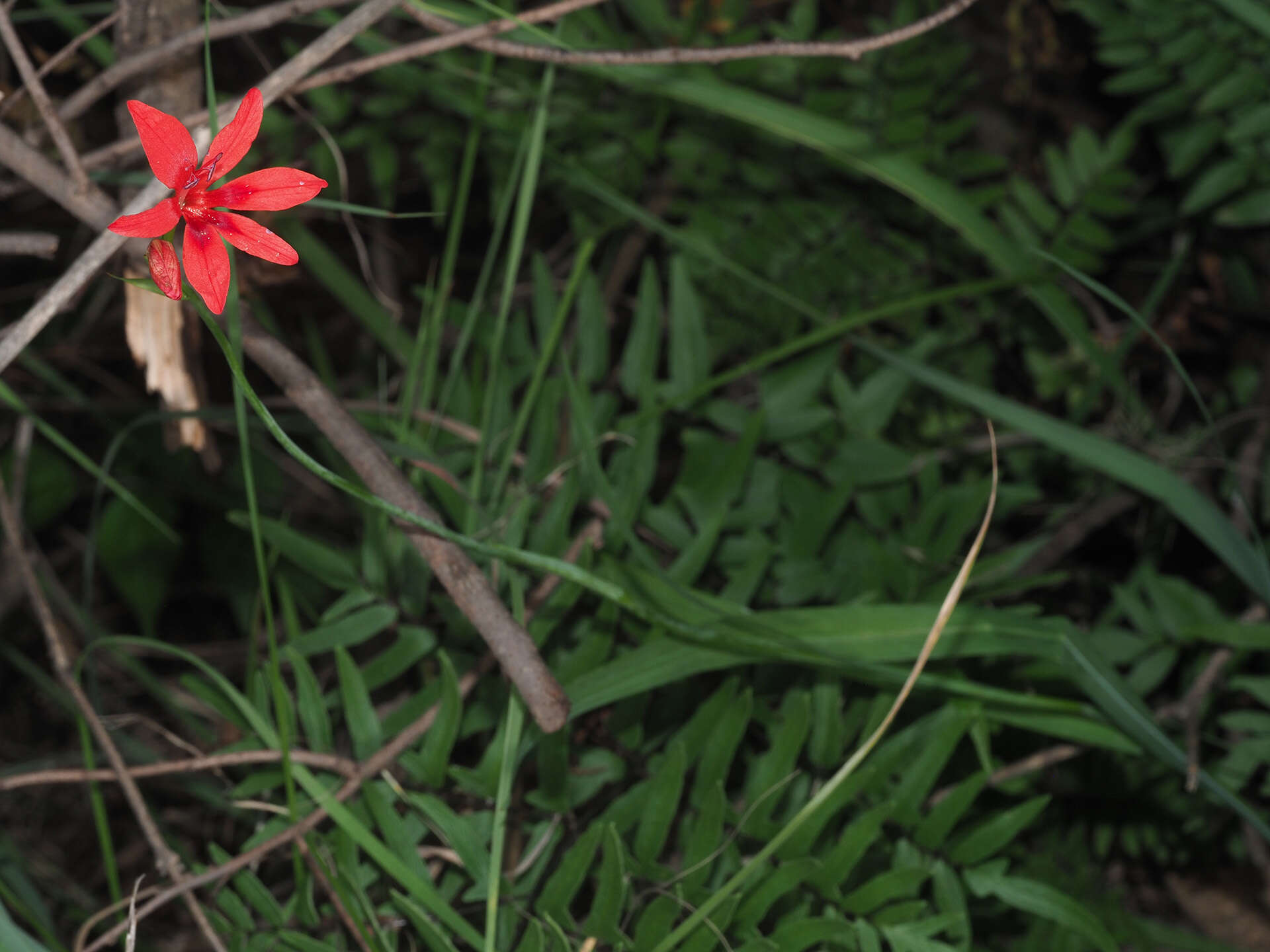 Image of Freesia grandiflora (Baker) Klatt