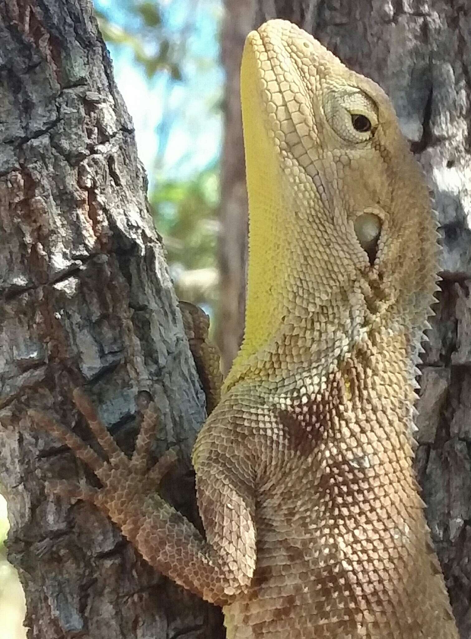 Image of Chameleon Dragon