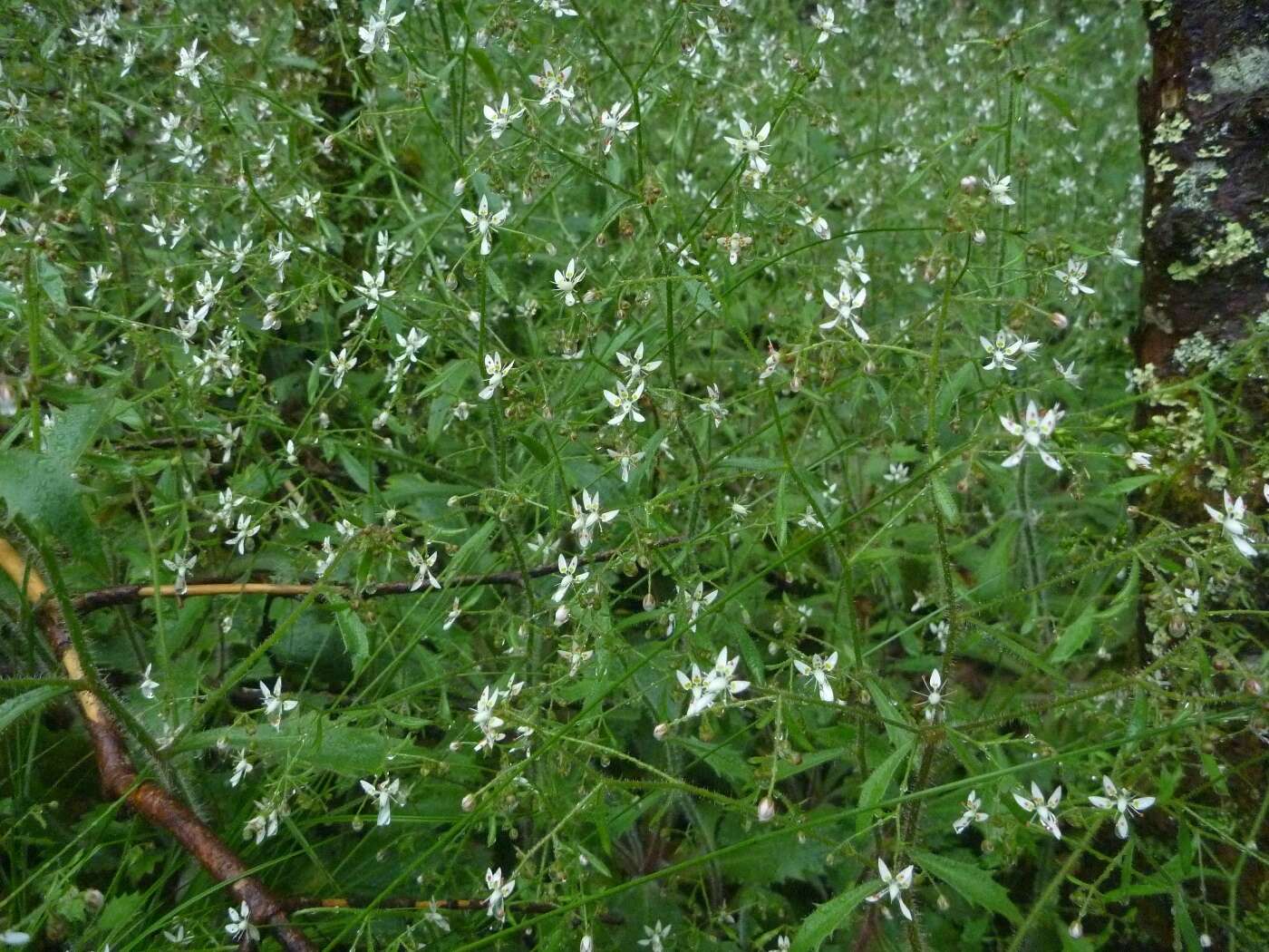 Micranthes petiolaris (Raf.) Brouillet & Gornall resmi