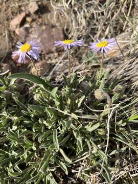 Image of early bluetop fleabane