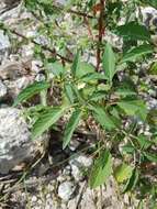 Image of Pygmy Ground-Cherry