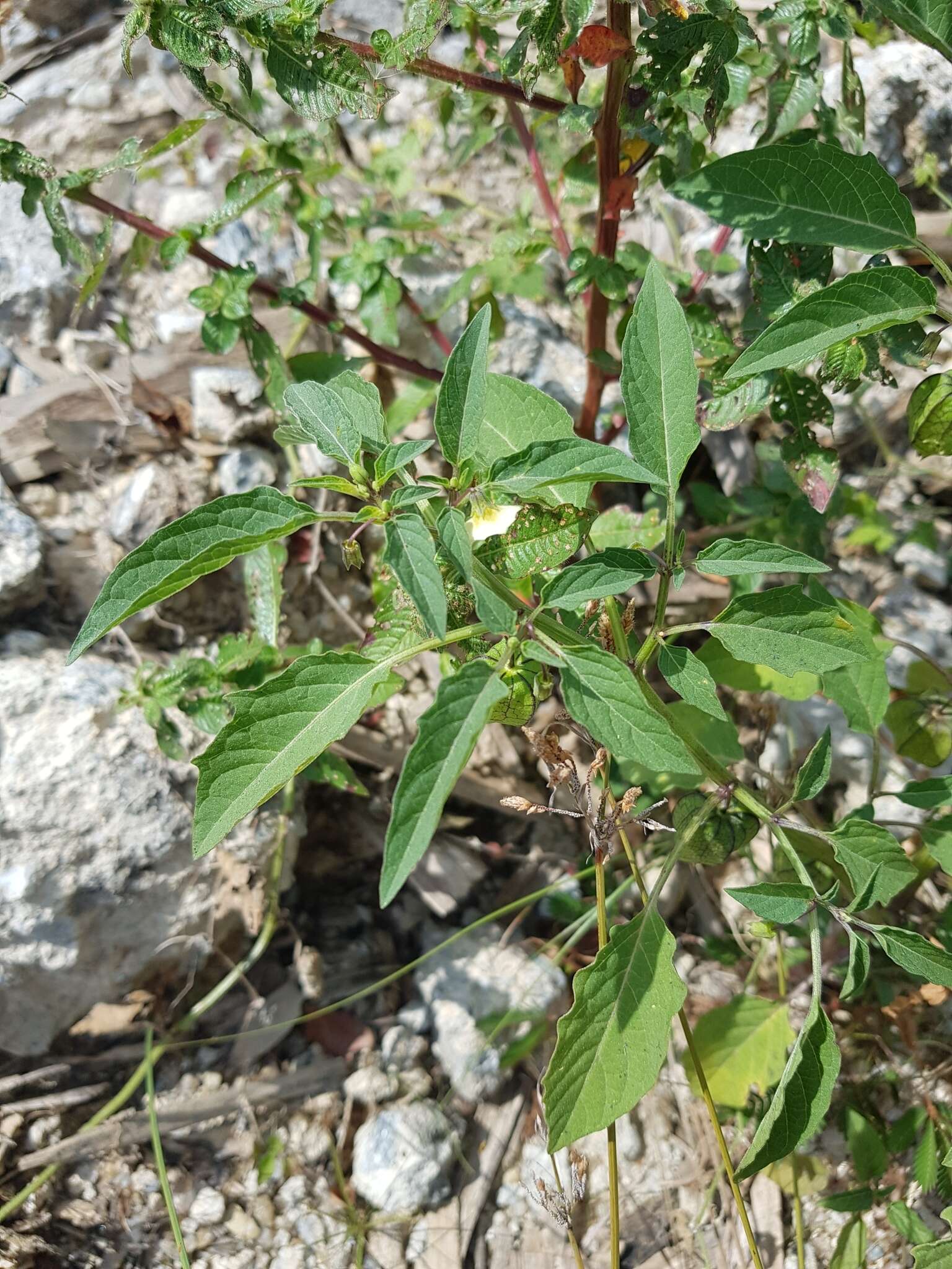 Plancia ëd Physalis lagascae Roem. & Schult.