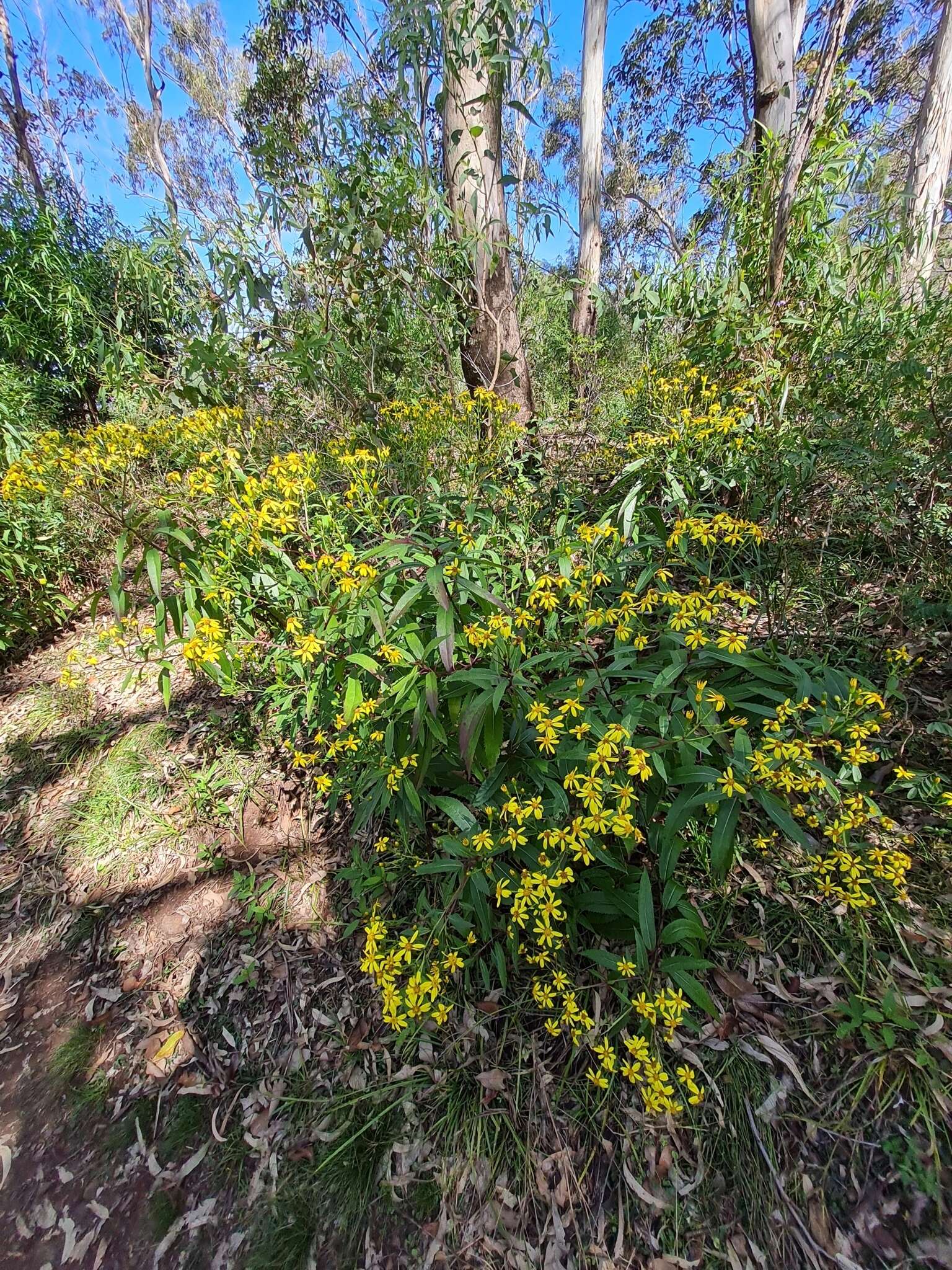 Image of Lordhowea amygdalifolia