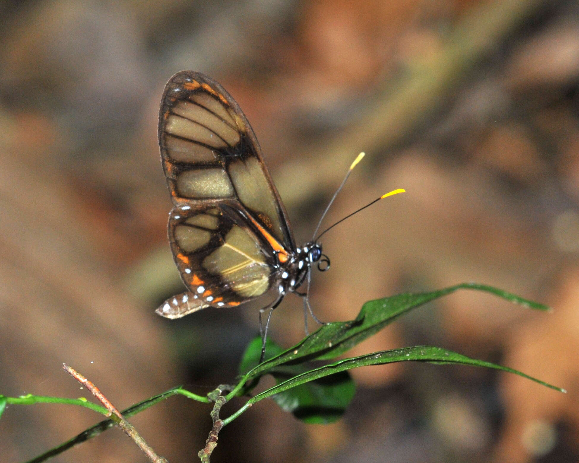 Image of Callithomia lenea Cramer 1782