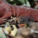 Image of Platypedia mariposa Davis & W. T. 1935