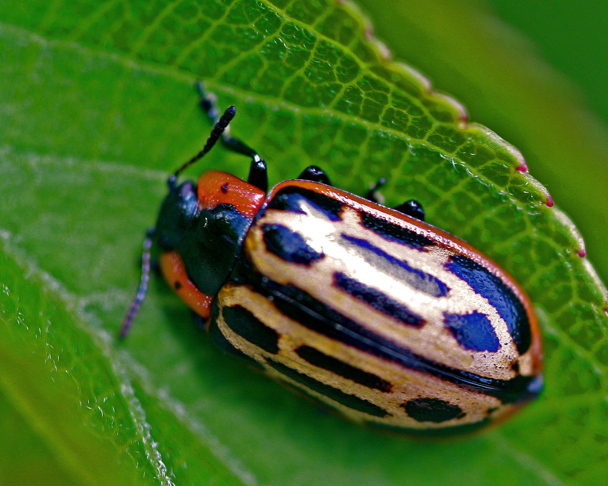 beetles-media-encyclopedia-of-life