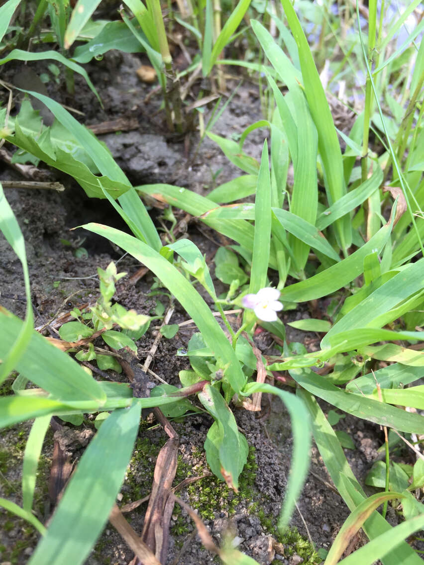 Image of Japanese mazus