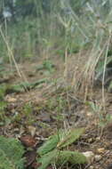 Image of Galium tenuissimum M. Bieb.