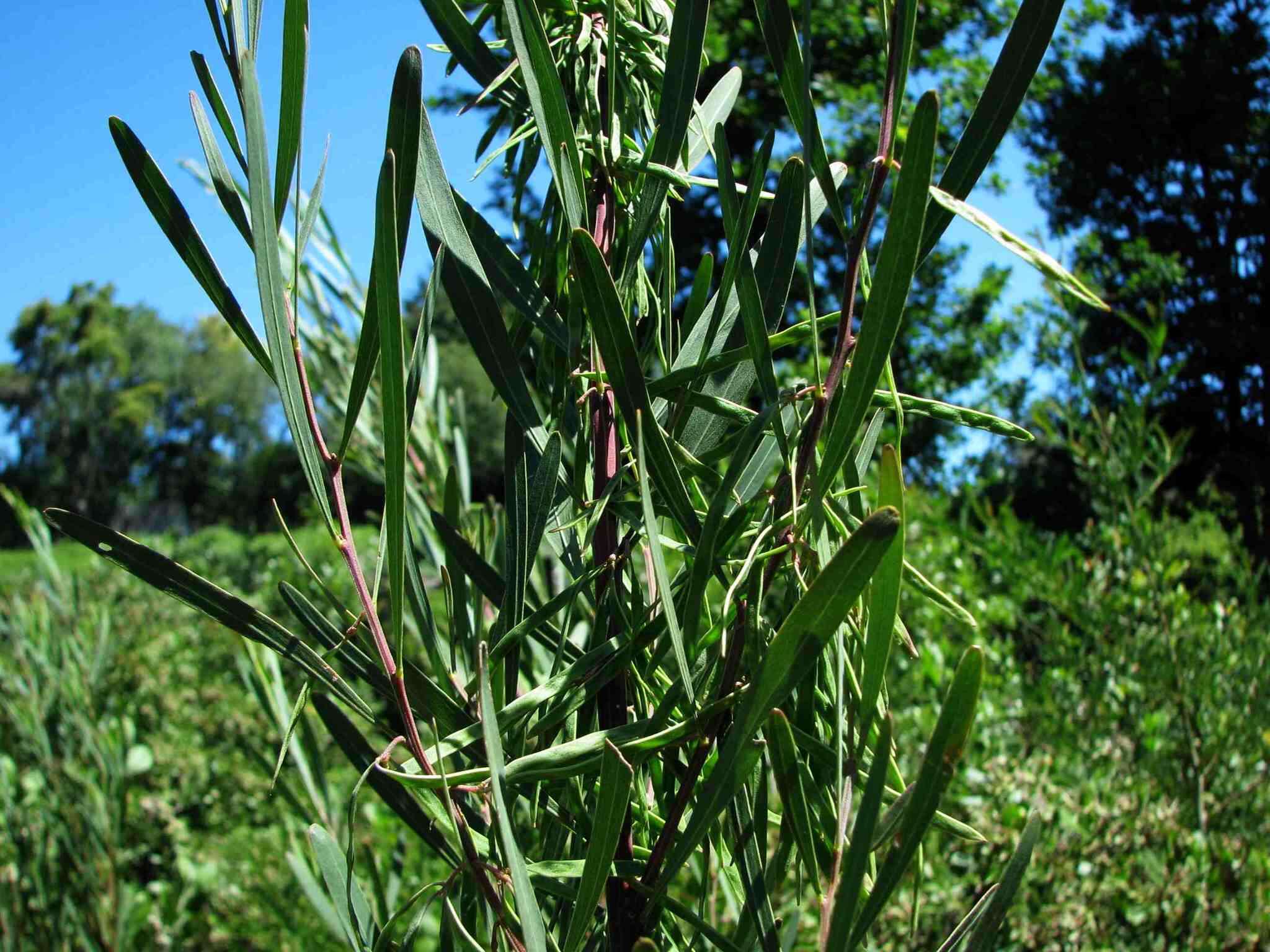 Acacia stricta (Andrews) Willd.的圖片