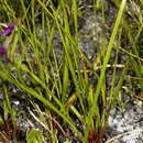 Image of Geissorhiza hesperanthoides Schltr.