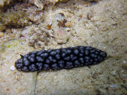 Image of Lumpy black and grey slug