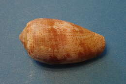 Image of tulip cone