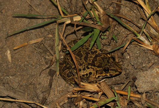 Image of Jerdon's Bullfrog