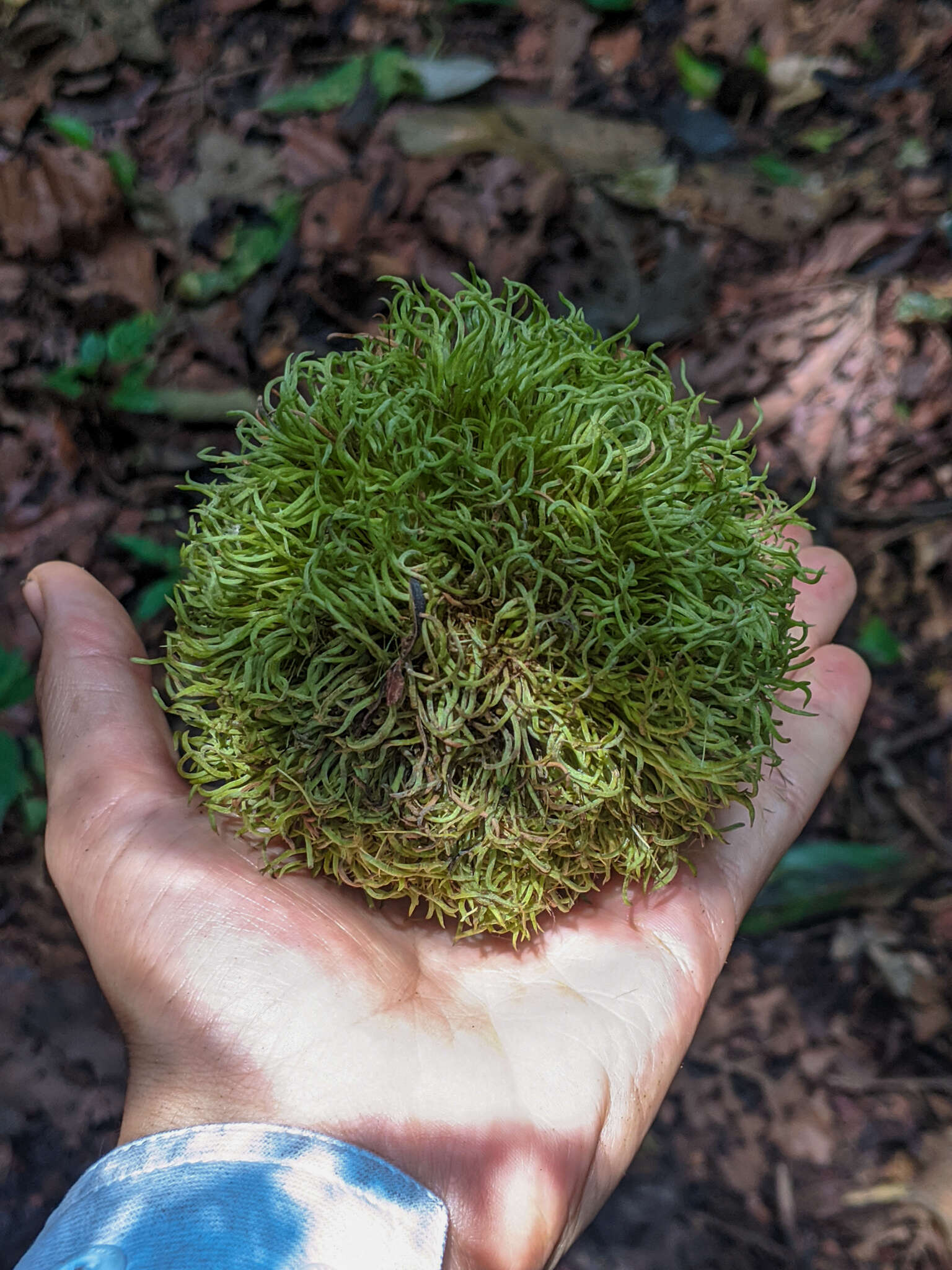 Image of Sloanea fragrans Rusby