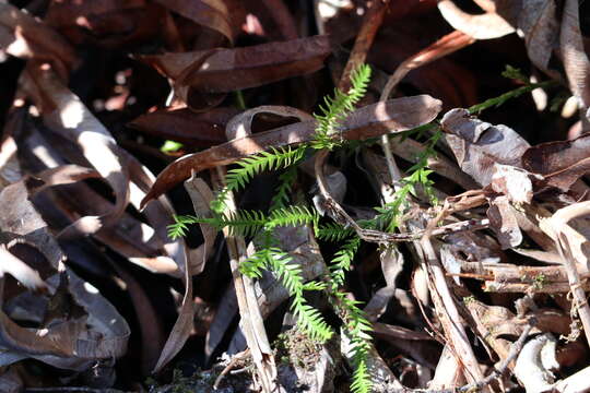 Image of Diphasium gayanum (Remy) Holub