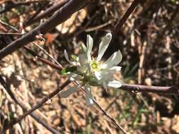 Image of Snowy Mespilus